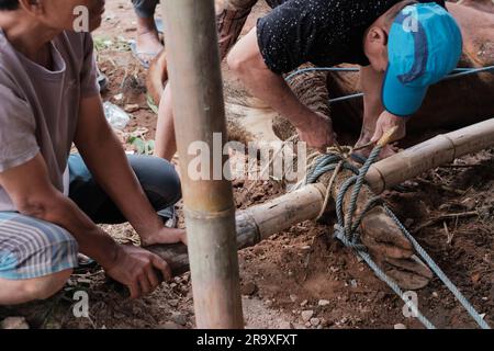 MALANG, INDONESIA - 29 giugno 2023: Due uomini indonesiani stanno legando il piede della mucca per essere sacrificati su Eid al-Adha o Idul Adha Foto Stock