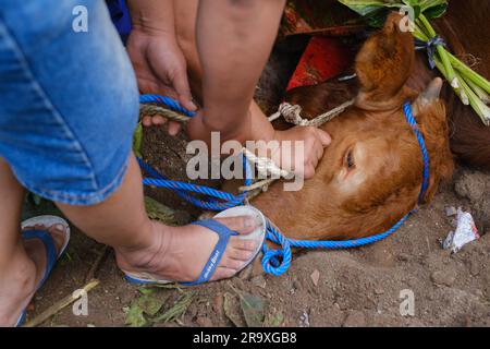 MALANG, INDONESIA - 29 giugno 2023: Un uomo con la testa di una mucca marrone da sacrificare nel giorno di Eid al-Adha o Idul Adha Foto Stock
