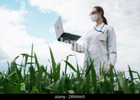 Agronomo che utilizza tablet e tecnologia nel campo del mais agricolo. L'agricoltore cammina nel campo con un tablet. Donna biologa con notebook Foto Stock