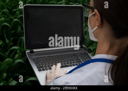 Agronomo che utilizza tablet e tecnologia nel campo del mais agricolo. L'agricoltore cammina nel campo con un tablet. Donna biologa con notebook Foto Stock