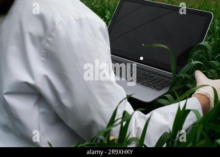 Agronomo che utilizza tablet e tecnologia nel campo del mais agricolo. L'agricoltore cammina nel campo con un tablet. Donna biologa con notebook Foto Stock