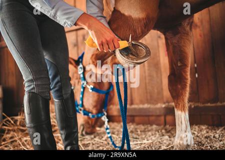 Pulizia, scarpe e mani di donna e cavallo in fienile per la cura del corpo, aiuto e salute. Equitazione, animale e piede con primo piano del fantino e cucciolo Foto Stock
