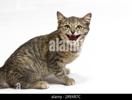 Gatto aggressivo arrabbiato, gattino spaventato ringhia Foto Stock