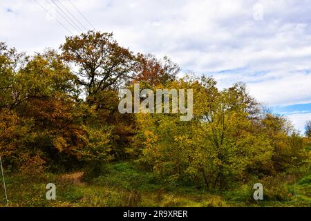 Paesaggio autunnale e strada forestale. Natura selvaggia, disorganizzata, con vegetazione lussureggiante e foresta Foto Stock