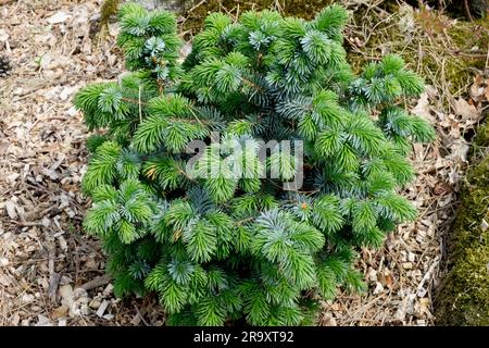 Picea sitchensis "Silberzwerg", Sitka Spruce Foto Stock