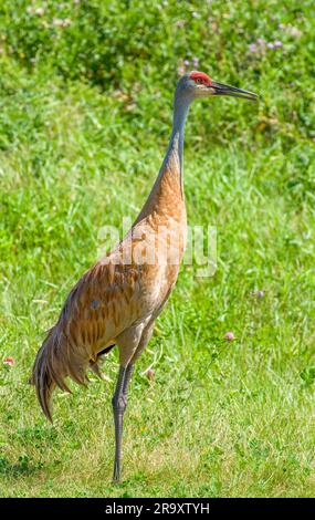 Una gru Sandhill solitaria in un campo del Wisconsin ha fornito un primo piano. Foto Stock