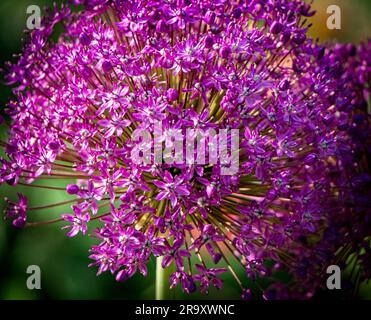 Allium "Sensation" testa di fiori viola Calgary Zoo Alberta Foto Stock