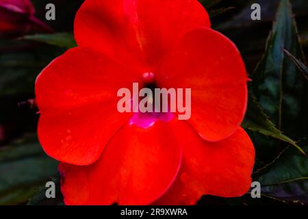 Garden Pink Diane che cresce in un Devon Country Garden. Foto Stock