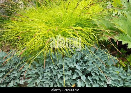 Golden Sedge, Carex elata Aurea, erba moderna da giardino, blu, giallo, Sedge, Hosta, Plantain Lily, Garden, Colour, Contrasto Foto Stock