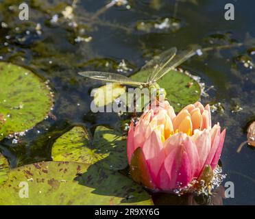 Sidmouth, Devon, 29 giugno 23 con temperature a metà anni '20, una libellula depone le uova su uno stagno di gigli a Sidmouth, Devon foto: Tony Charnock/Alamy Live News Foto Stock