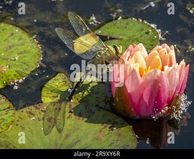 Sidmouth, Devon, 29 giugno 23 con temperature a metà anni '20, una libellula depone le uova su uno stagno di gigli a Sidmouth, Devon foto: Tony Charnock/Alamy Live News Foto Stock