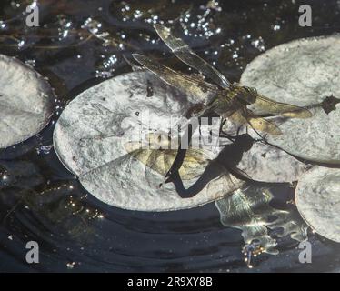 Sidmouth, Devon, 29 giugno 23 con temperature a metà anni '20, una libellula depone le uova su uno stagno di gigli a Sidmouth, Devon foto: Tony Charnock/Alamy Live News Foto Stock