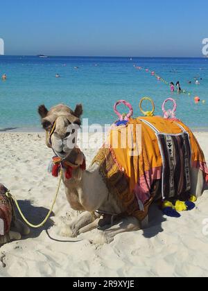 Cammello addomesticato attende i turisti sulla spiaggia del mare rosso per un viaggio in sella Foto Stock