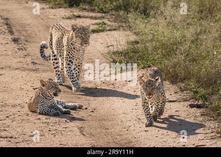 Leopardo femminile (Panthera pardus) che cammina su una pista sterrata con due cuccioli nel Greater Kruger National Park, in Sud Africa Foto Stock