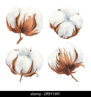 Set di illustrazioni acquerelli con cotone isolato su sfondo bianco, illustrazione botanica. Perfetto per biglietti d'auguri, copertine, stampe Foto Stock