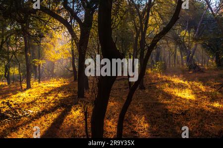 Atmosfera mistica creata da Sunbeam attraverso la nebbia che illumina Moss e Fern Covered Forest Floor nel Parco Nazionale di Ranthambore Foto Stock