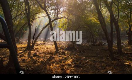 Atmosfera mistica creata da Sunbeam attraverso la nebbia che illumina Moss e Fern Covered Forest Floor nel Parco Nazionale di Ranthambore Foto Stock