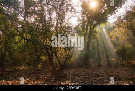 Atmosfera mistica creata da Sunbeam attraverso la nebbia che illumina Moss e Fern Covered Forest Floor nel Parco Nazionale di Ranthambore Foto Stock