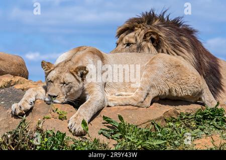 Leonessa africana e leone maschio (Panthera leo) in orgoglio riposare e prendere il sole sulla cima della roccia Foto Stock