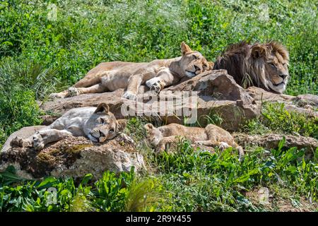 Orgoglio di leone africano (Panthera leo), maschio con leonesse e giovani che riposano e prendono il sole su rocce calde Foto Stock