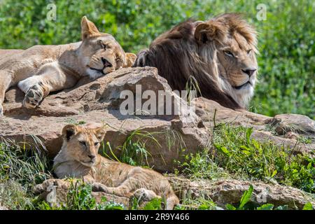 Orgoglio di leone africano (Panthera leo), maschio con leonessa e giovanile che riposa e prende il sole sulle calde rocce Foto Stock
