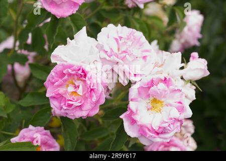 Doppio fiore rosa pallido di rosa damascata Rosa West Green nel giardino britannico di giugno Foto Stock