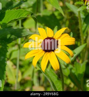 Black-eyed Susan (Gloriosa Daisy o Rudbeckia hirta), George Wyth State Park, Waterloo, Iowa, 14 giugno 2023 Foto Stock