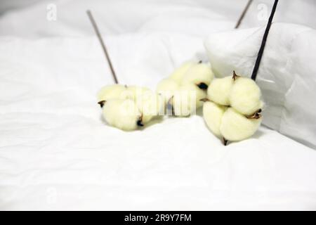 Ramo con fiori di cotone bianchi su sfondo bianco. Fibre naturali organiche, agricoltura, fiore di cotone, materie prime per la fabbricazione di tessuti. Foto Stock