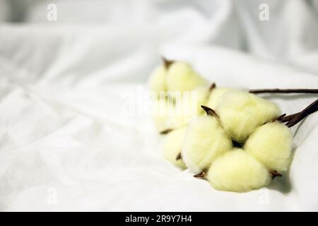 Ramo con fiori di cotone bianchi su sfondo bianco. Fibre naturali organiche, agricoltura, fiore di cotone, materie prime per la fabbricazione di tessuti. Foto Stock