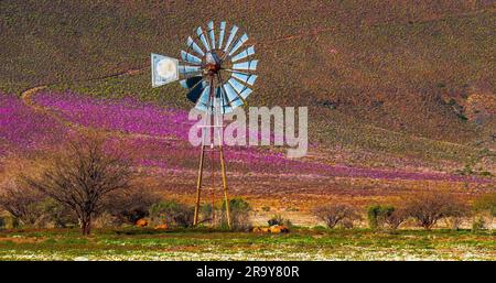 Un tocco di colore. Una pompa a vento abbandonata è circondata da fiori primaverili vicino all'ingresso del Parco Nazionale Tankwa-Karoo. Foto Stock