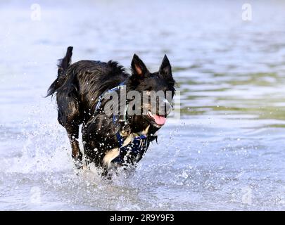 giovane collie di confine che nuota in un fiume in estate Foto Stock