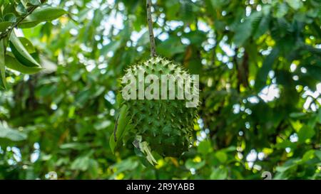 Frutto di Soursop ancora attaccato all'albero Foto Stock