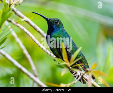 Un colibrì mango dalla gola nera (Anthracothorax nigricollis) arroccato su un ramo. Colombia, Sud America. Foto Stock