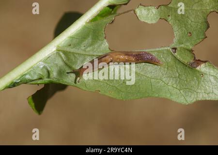 Slug della serra (Ambigolimax valentianus). Lumache di keelback di famiglia (Limacidae). Strisciando su una foglia. Giardino olandese, giugno. Paesi Bassi Foto Stock