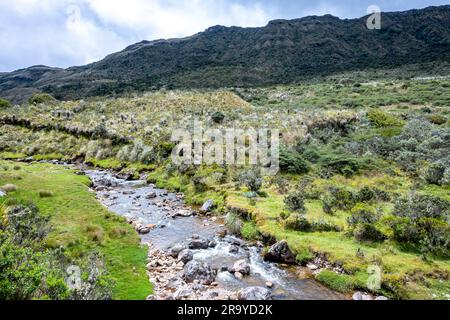 Ruscello di montagna ad alta quota delle Andes Mountains. Sumapaz Parque Nacional Natural. Colombia, Sud America. Foto Stock