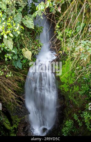 Cascate e cascate nella foresta delle Ande orientali. Colombia, Sud America. Foto Stock