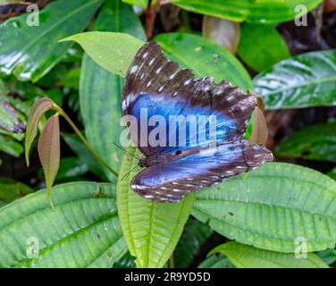 Una farfalla Morpho blu (Morpho peleides) appollaiata su una foglia verde. Colombia, Sud America. Foto Stock