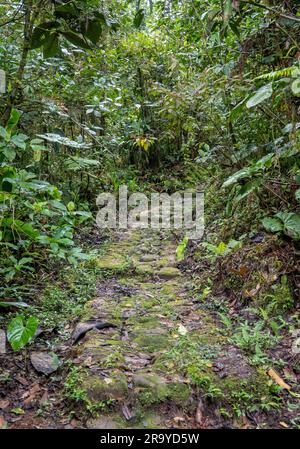 Antichi sentieri pavimentati con ciottoli. Serranía De Los Yariguíes Parque Nacional Natural. Colombia, Sud America. Foto Stock