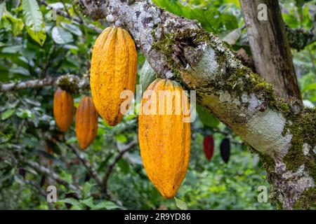 Frutti gialli luminosi di Theobroma cacao appesi sull'albero. Colombia, Sud America. Foto Stock