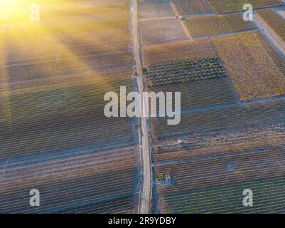 Vista di un vigneto con uve mature in un paese mediterraneo al tramonto. Vista panoramica della valle delle piantagioni d'uva in estate vista aerea. Foto Stock