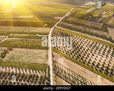 Vista aerea di un verde vigneto estivo al tramonto Foto Stock