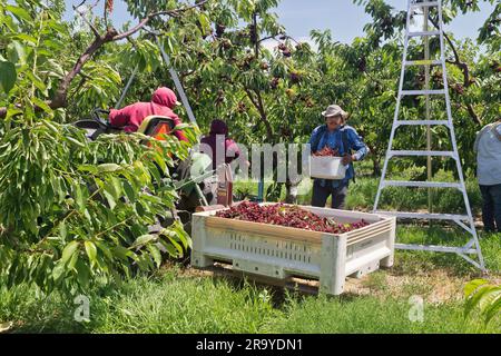 Lavoratori che raccolgono le ciliegie Royal Brooks "Prunus avium", lavoratori che depositano le ciliegie raccolte nel contenitore del campo, trattori con carrelli elevatori che raccolgono il raccolto. Foto Stock