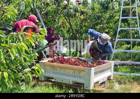 Lavoratori che raccolgono le ciliegie Royal Brooks "Prunus avium", lavoratori che depositano le ciliegie raccolte nel contenitore del campo, trattori con carrelli elevatori che raccolgono il raccolto. Foto Stock