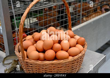 Cestino pieno di uova fresche con polli vivi in vendita in gabbie dietro al mercato Foto Stock
