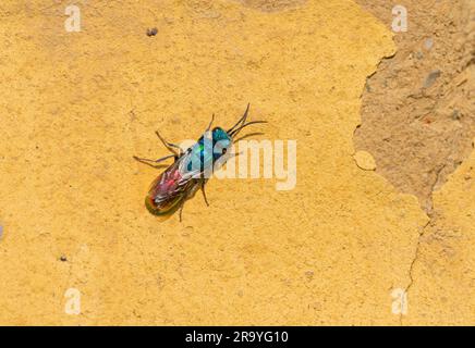Berlino, Germania. 24 giugno 2023. 24.06.2023, Berlino. Una vespa cuculo (Chrysididae) seduta su una parete di argilla in un parco. Ci sono più di 100 specie di vespe Cuckoo o vespe smeraldo in Europa centrale e tutte vivono come parassiti. I loro ospiti sono altre vespe e api selvatiche, la cui covata è per lo più infestata dalle larve del parassitaer delle vespe di Cuckoo. Credito: Wolfram Steinberg/dpa credito: Wolfram Steinberg/dpa/Alamy Live News Foto Stock