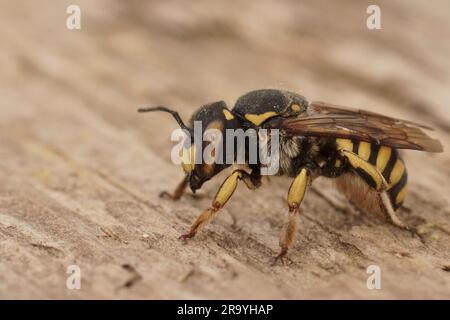 Primo piano dettagliato di una femmina del fiorentino Woolcarder Bee, Anthidium florentinum Foto Stock