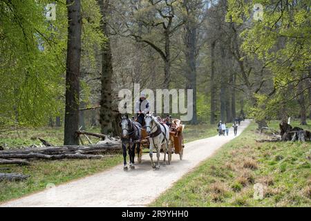 Carrozza a cavalli in Dyrehaven in Copenhagen Foto Stock