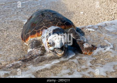 Una tartaruga di Loggerhead morta e gonfiata si è lavata su una spiaggia. Foto Stock