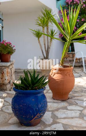 Piante in vaso in un giardino di pietra. Foto Stock