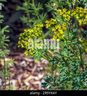 La Ruta graveolens, comunemente nota come la rue comune o erba di grazia, è una specie di Ruta coltivata come pianta ornamentale ed erba. Viene anche coltivato Foto Stock